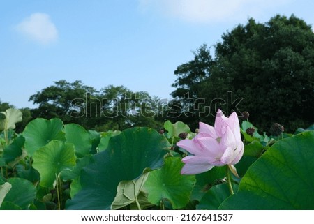 These pictures are of Japanese lotus flowers.
