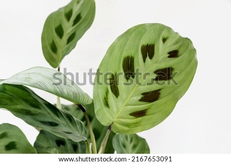green maranta leuconeura kerchoveana plant with white background
