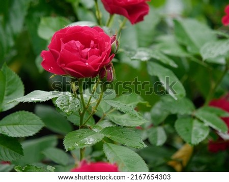 flowering of a beautiful red climbing rose with green leaves 2022