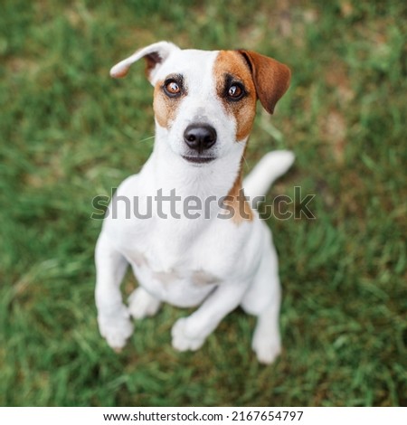 cute white dog on background of green grass in summer. Portrait of a pet looking into the camera