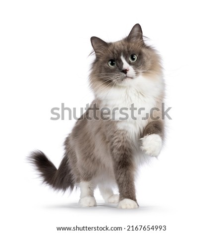 Beautiful adult mink Ragdoll cat, standing facing camera. Looking straight in lense with mesmerising aqua greenish eyes. One paw playful lifted. Isolated on a white background. Royalty-Free Stock Photo #2167654993