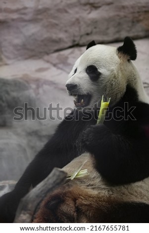 Giant panda bear ( Ailuropoda melanoleuca) eating bamboo