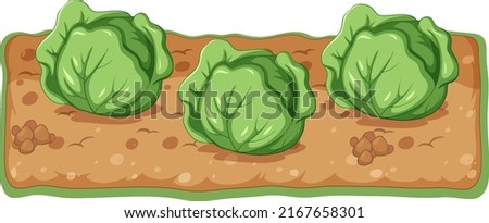 Cabbage plant growing with soil cartoon illustration