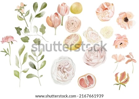 Watercolor set of pink grapefruit, tulip, anemone, peony, roses, leaves and greenery. Summer floral collection