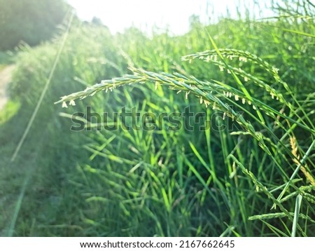 Tranquil summer countryside scene: meadow path and green wheat grass lit morning sunlight with sun rays bokeh. Natural seasonal greenery outdoor background. Cottage core, local eco tourism concept Royalty-Free Stock Photo #2167662645