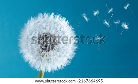 Macro nature. dandelion at sky background. Freedom to Wish. Dandelion silhouette fluffy flower. Seed macro closeup. Soft focus. Goodbye Summer. Hope and dreaming concept. Fragility. Springtime. Royalty-Free Stock Photo #2167664695
