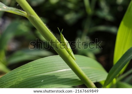 camouflaged little green grasshopper clings to weed stems