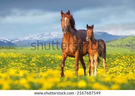 Mare with foal run in yelow flowers dandelion field against mountain view Royalty-Free Stock Photo #2167687549