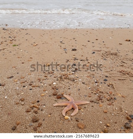 Starfish or sea stars are star-shaped echinoderms belonging to the class Asteroidea. Starfish on the beach in Landguard nature reserve in Felixstowe, Suffolk, East Anglia,  England, Europe. Royalty-Free Stock Photo #2167689623