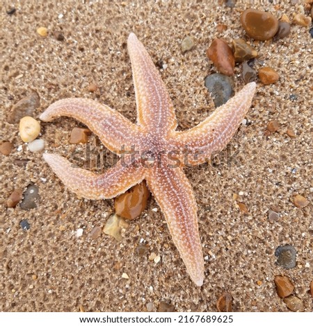 Starfish or sea stars are star-shaped echinoderms belonging to the class Asteroidea. Starfish on the beach in Landguard nature reserve in Felixstowe, Suffolk, East Anglia,  England, Europe. Royalty-Free Stock Photo #2167689625