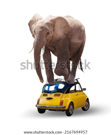Heavy big African elephant smash small little car, concept mixed-media image isolated on white Royalty-Free Stock Photo #2167694957