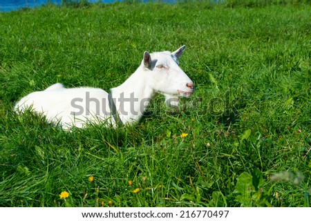 Content white billy goat in field, meadow. Farm animal in long grass