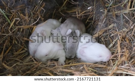 A group of newborn white rabbits moves and jumps in a nest of fur