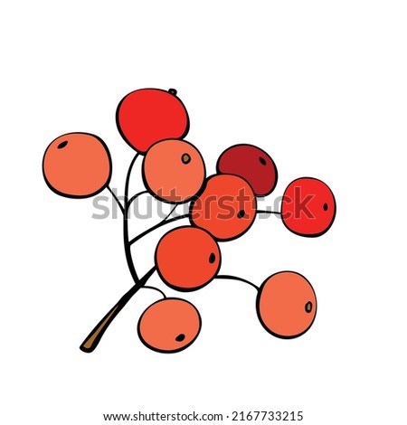 Vector hand-drawn contour bunch of red rowan berries, viburnum. Decorative design element, clip art in flat doodle style, isolated