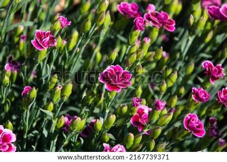 clove pink or carnation plant in the garden with some open flowers and closed buds