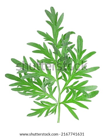 Top view of medicinal wormwood isolated on a white background. Fresh sagebrush sprig. Royalty-Free Stock Photo #2167741631