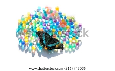 beautiful tropical butterfly on colorful hydrogel balls, abstract white background. green-black Papilio Palinurus (Emerald Swallowtail). butterfly - symbol of romantic, dreams. Sensory experiences