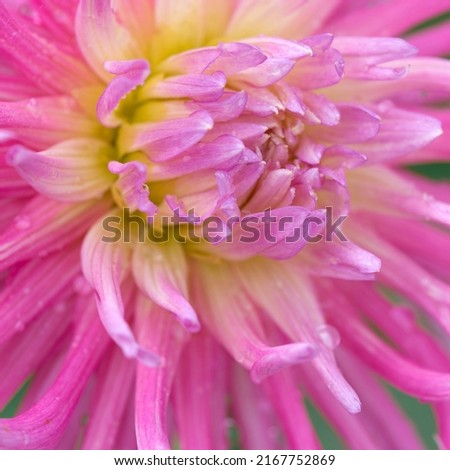 Macro photo of a pink dahlia. Flowers background