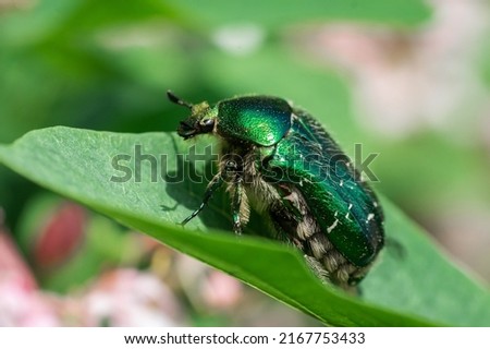 Agricultural pest a green bug chafer (Cetonia aurata) sits on a flowers. Insect on plant in garden pollinating vegetation. Royalty-Free Stock Photo #2167753433