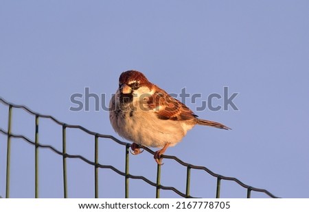 Photograph taken with a telephoto zoom lens at sunset of a sparrow leaning against the net of a garden.
