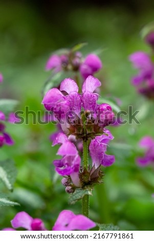 Blooming purple dead-nettle plant macro photography on a springtime. Purple archangel flowering plant close-up photography in a summer day.