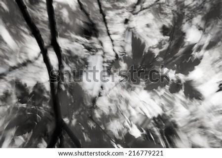 Autumn leaves in the wind 