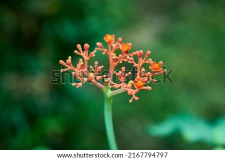 Beautiful flowers with copy space - stock photo