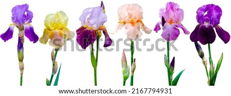 collection iris flower isolated on white background Royalty-Free Stock Photo #2167794931