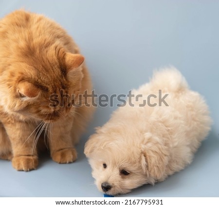 A big red cat looks at a small poodle puppy that lies nearby. Royalty-Free Stock Photo #2167795931