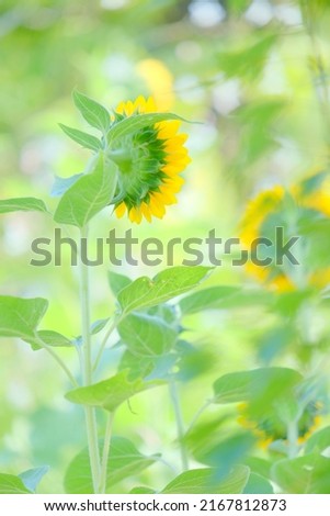 Sunflower taken in Nara, Japan