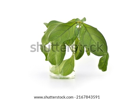 green leaves of an exotic plant of lianas in a transparent glass with water