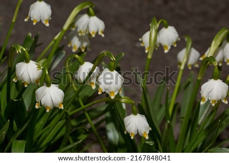 Spring snowflake is blooming. Spring snowflake (lat. Leucojum vernum) is a plant species of the genus Spring snowflake of the Amaryllis family (Amaryllidaceae). Royalty-Free Stock Photo #2167848041