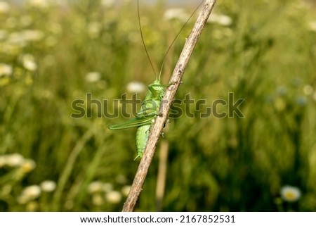 In the picture, a large green grasshopper shows large paws and belly of the insect.