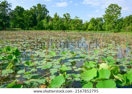 This seemingly  almost empty pond will be full of towering lotus plants in early July. Kenilworth Aquatic Gardens, Washington, DC. Royalty-Free Stock Photo #2167852795