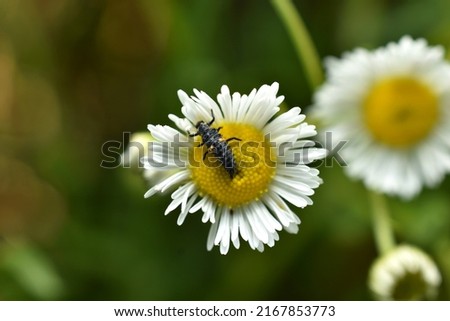 In the picture, the larva of the lacewing, a green fly with transparent wings, sits on a camomile. Royalty-Free Stock Photo #2167853773