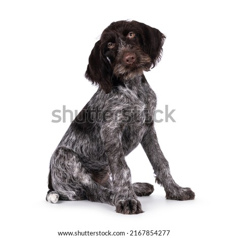 Young brown and white German wirehaired pointer dog pup, sitting up side ways. Looking straight to camera. Isolated on a white background. Royalty-Free Stock Photo #2167854277