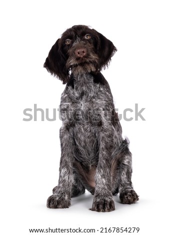 Young brown and white German wirehaired pointer dog pup, sitting up facing front. Looking straight to camera. Isolated on a white background. Royalty-Free Stock Photo #2167854279