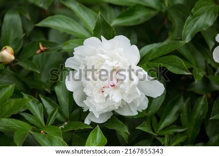 White peony flower on a bush illuminated by sunlight. Floral background. selective focus