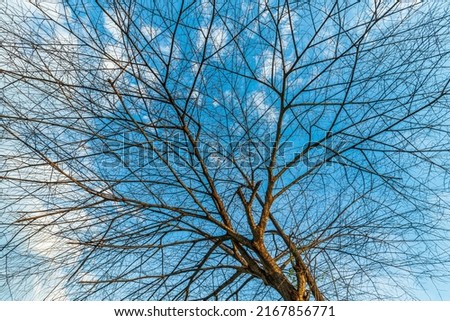 Trees are left with branches Silhouettes of trunks and branches a meadow soil in a rice field with fluffy clouds blue sky daylight background.