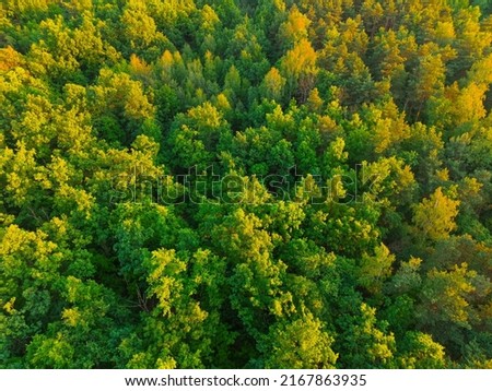 Top view of the forest trees. Aerial photo of the forest, drone.