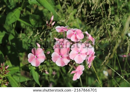 Pink, white and coral color Summer Phloxes (Phloxes Paniculate) Girl’s Blush flowers in a garden in July 2021. Idea for postcards, greetings, invitations, posters, wedding and Birthday decoration