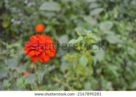 flowers that bloom with beautiful colors in the garden