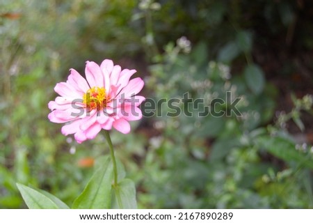 flowers that bloom with beautiful colors in the garden