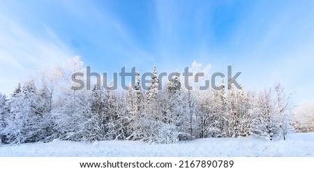 Beautiful winter forest landscape with blue sky and clouds. 