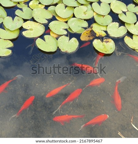Little gold fishes swiming in the water.