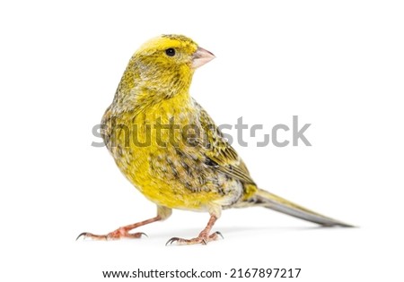 Canary standing - Lizzard mutation - isolated on white Royalty-Free Stock Photo #2167897217