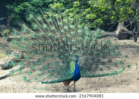 One Colorful Peacock, Peacocks Are Known As Harbingers Of Rain Royalty-Free Stock Photo #2167904081