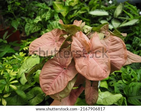 Syngonium pink plant held in a hand with other plants in the background