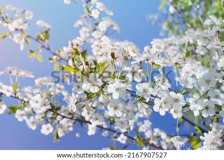 Branches of flowering cherries (Prunus subg. Cerasus) against the background of the blue sky. 