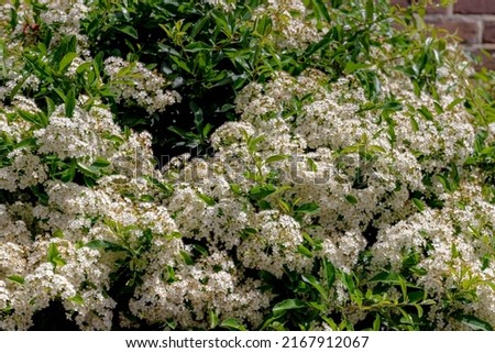 Selective focus bushes of white flower in garden with green leaves, Pyracantha coccinea is the scarlet firethorn is the European species of firethorn or red firethorn, Nature floral pattern background Royalty-Free Stock Photo #2167912067